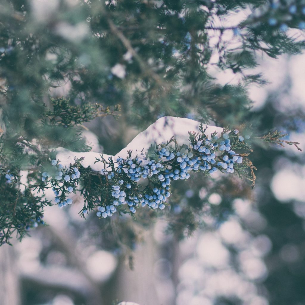 Iced Juniperberry JUSJ66003 (92) Luxury Candle Supplies