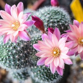 Scents by LCS - Cactus Flower - Fragrance Oil (179)